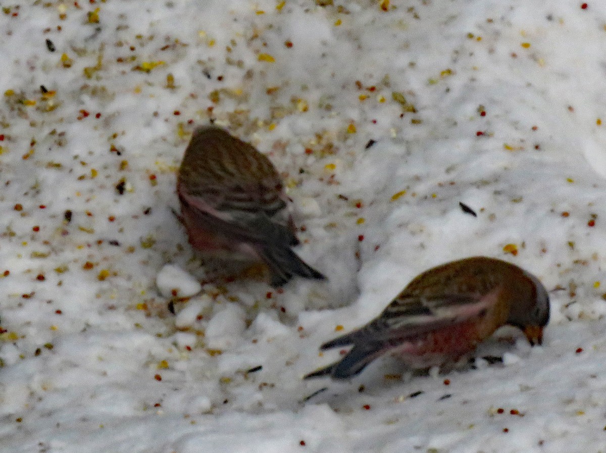 Gray-crowned Rosy-Finch - ML631575469