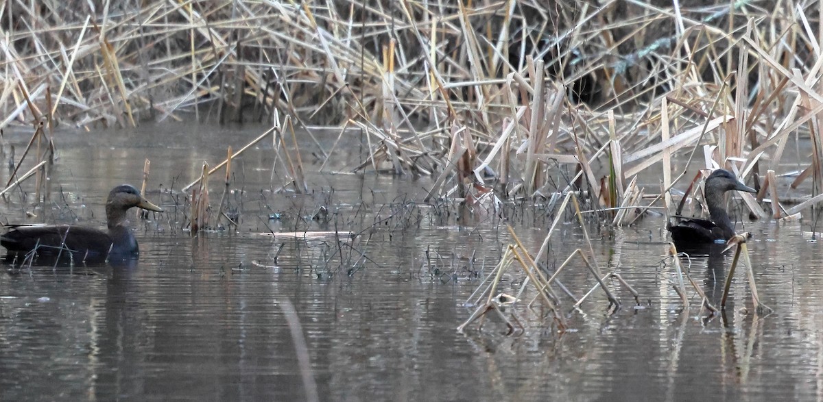 American Black Duck - ML631575480
