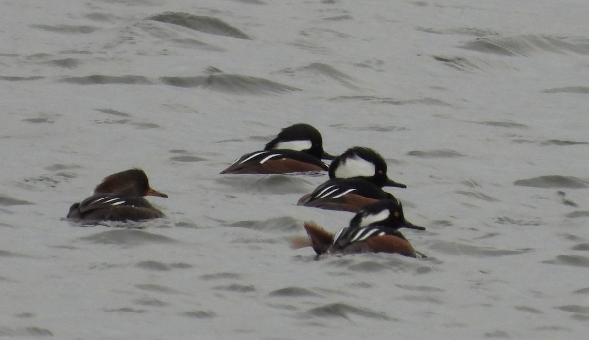 Hooded Merganser - ML631575538