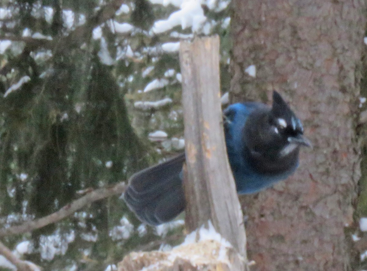 Steller's Jay (Northwest Interior) - ML631575564