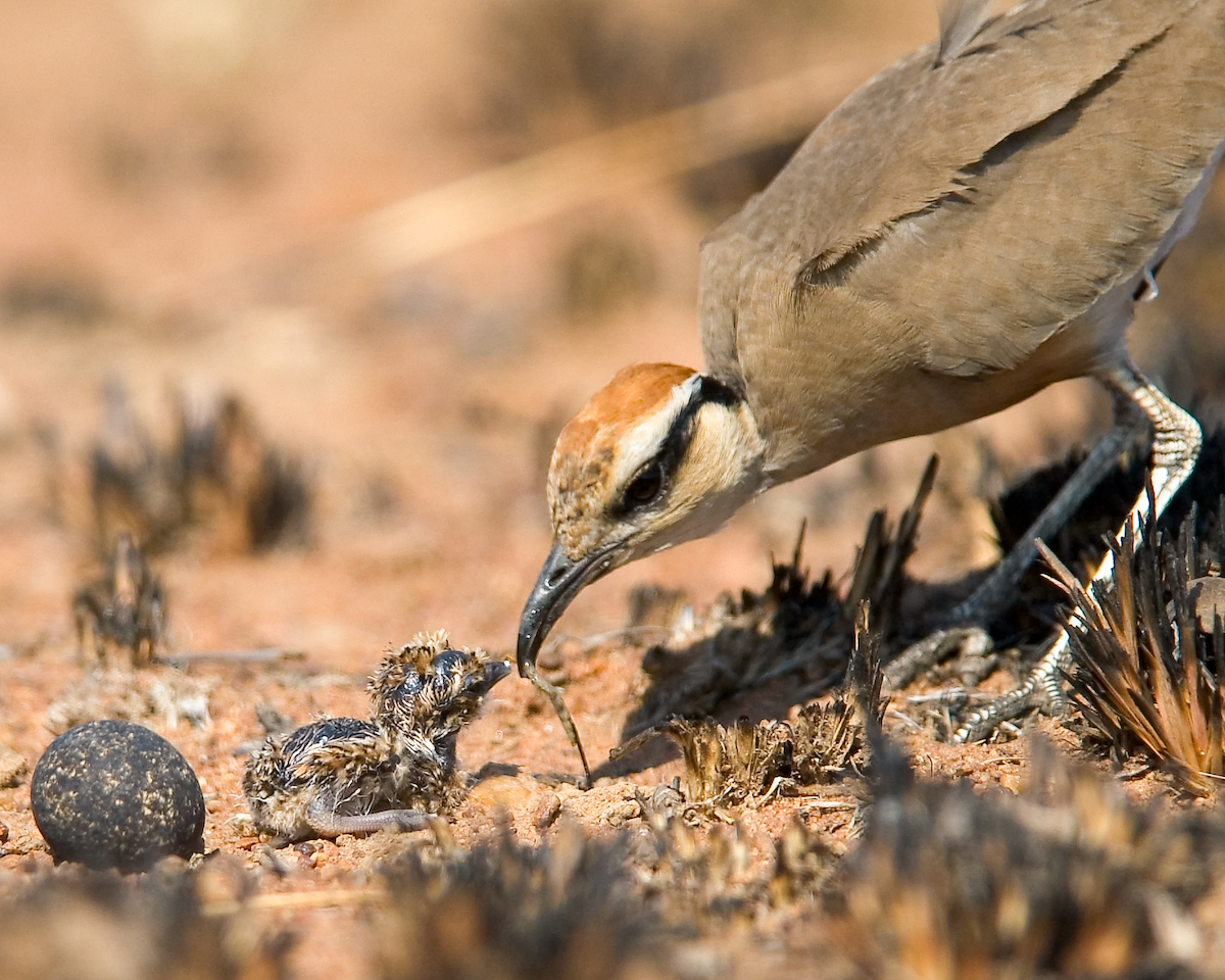 Temminck's Courser - ML631575587