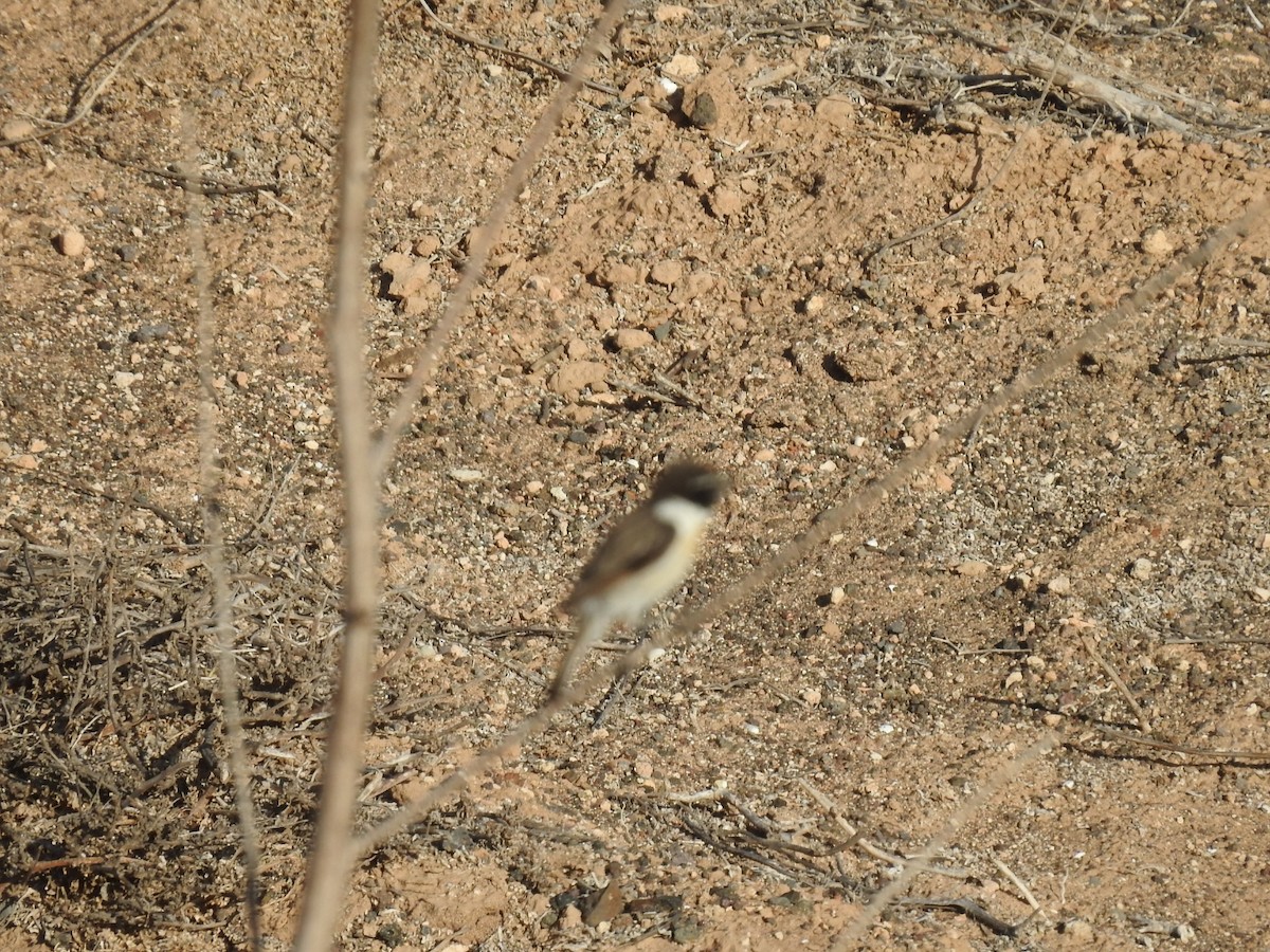 Fuerteventura Stonechat - ML631575618