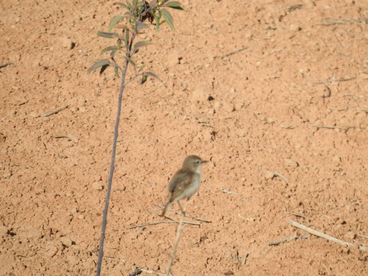 Fuerteventura Stonechat - ML631575619