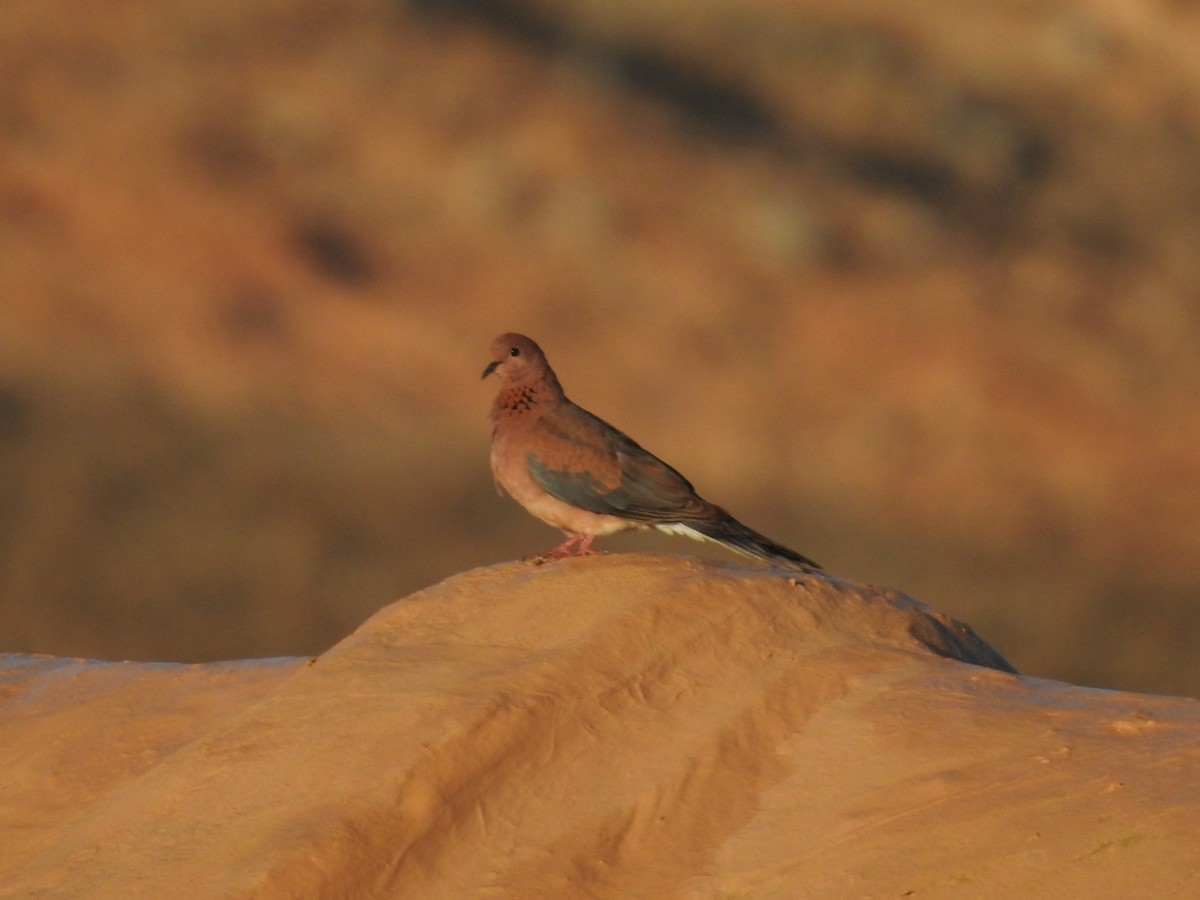 Laughing Dove - ML631575657