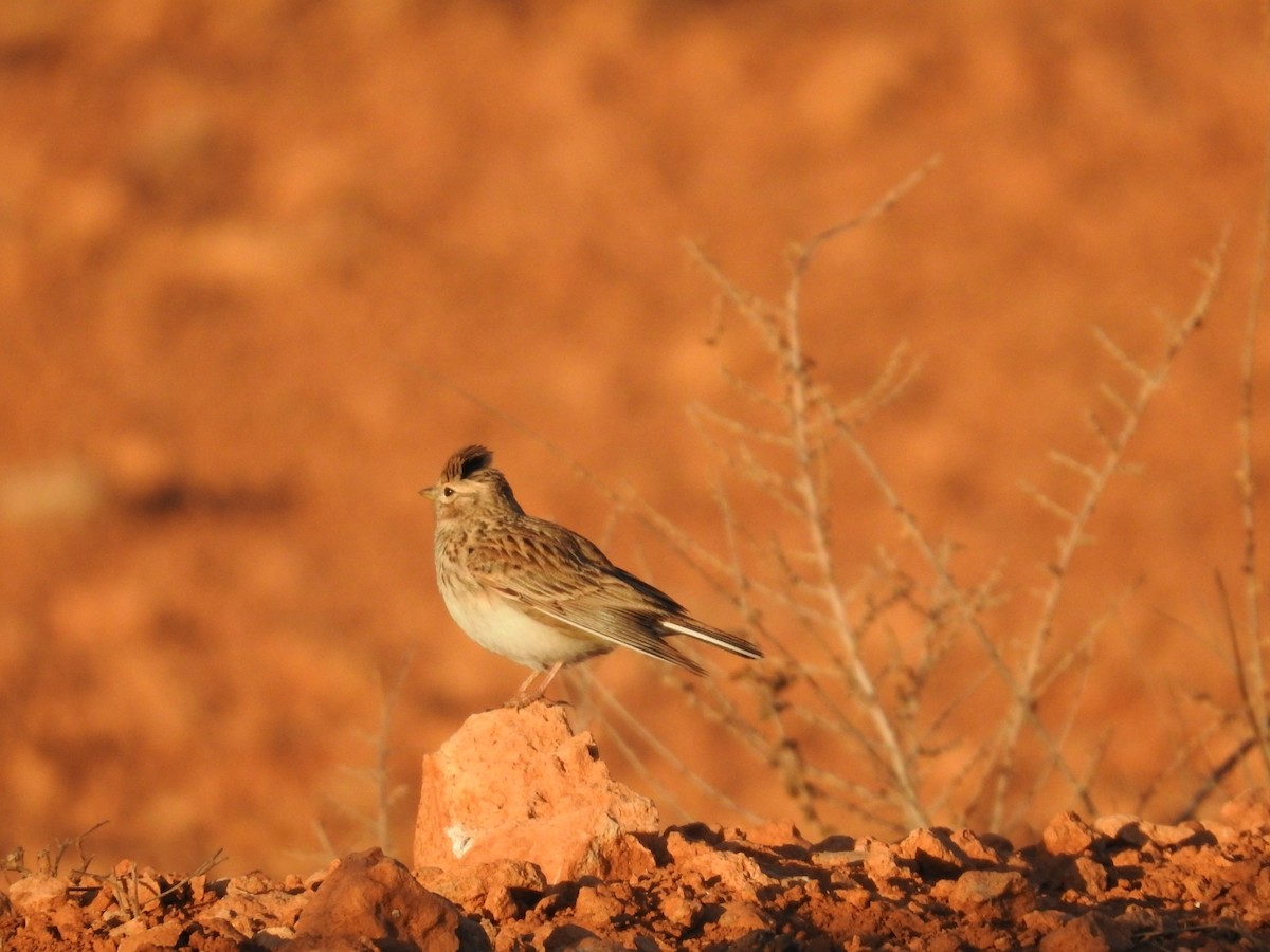 Mediterranean Short-toed Lark - ML631575667
