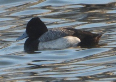 Lesser Scaup - ML631575676