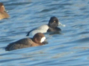 Lesser Scaup - ML631575677