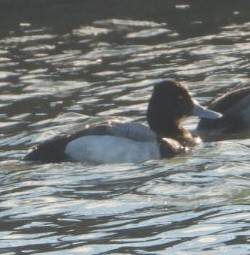 Lesser Scaup - ML631575679