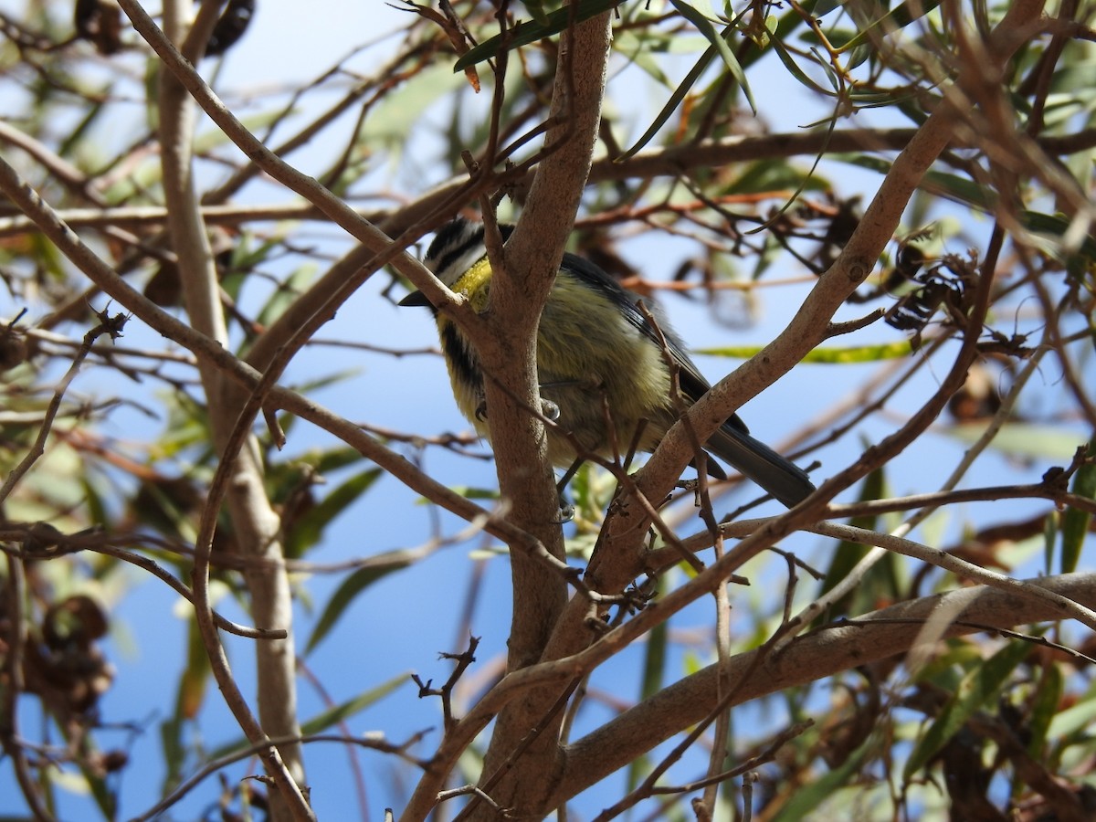 African Blue Tit - ML631575696