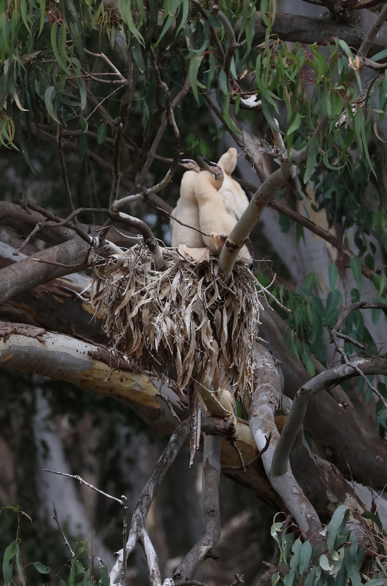 Australasian Darter - ML631575704