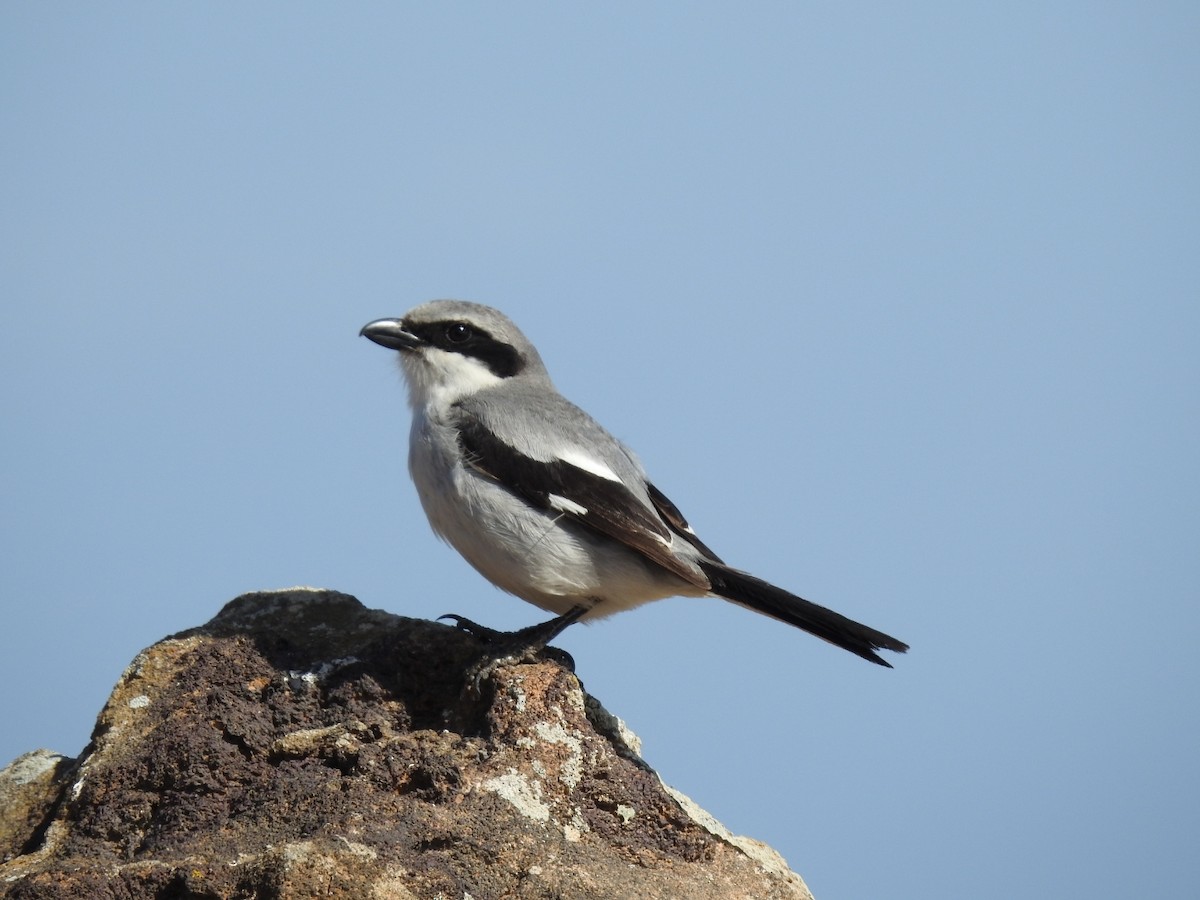 Great Gray Shrike - ML631575749