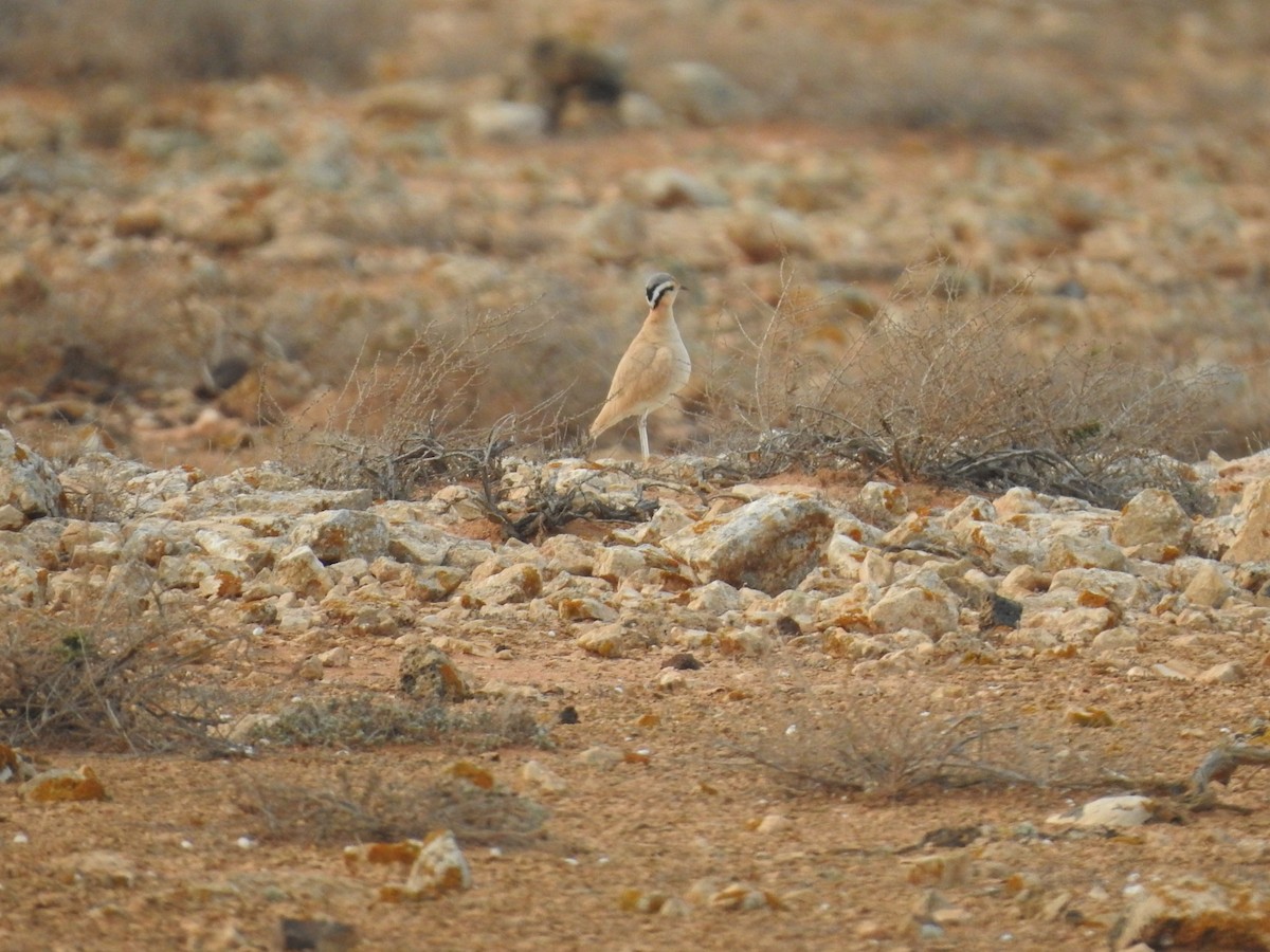 Cream-colored Courser - ML631575791