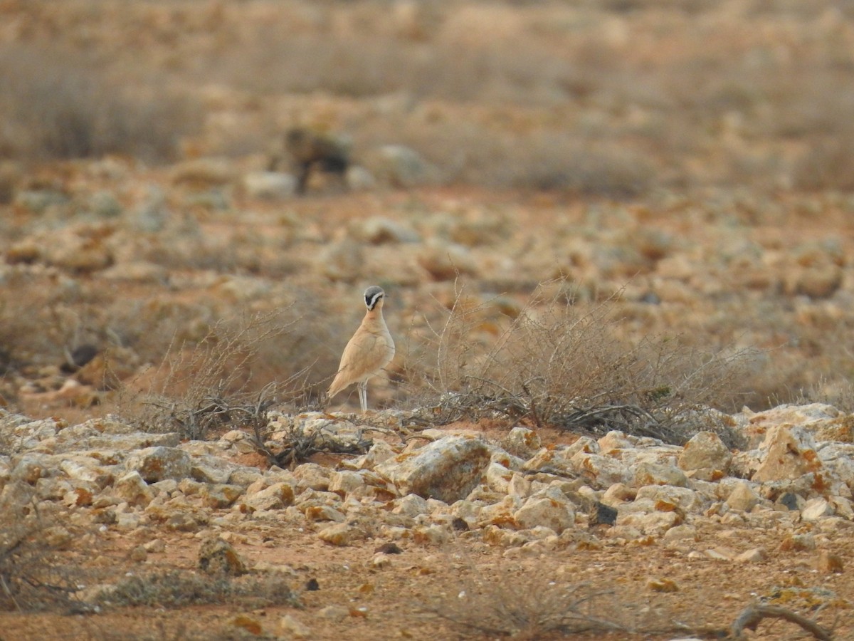 Cream-colored Courser - ML631575792