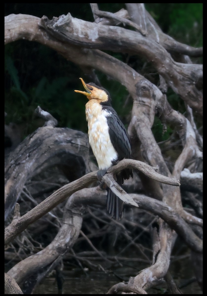 Little Pied Cormorant - ML631575800