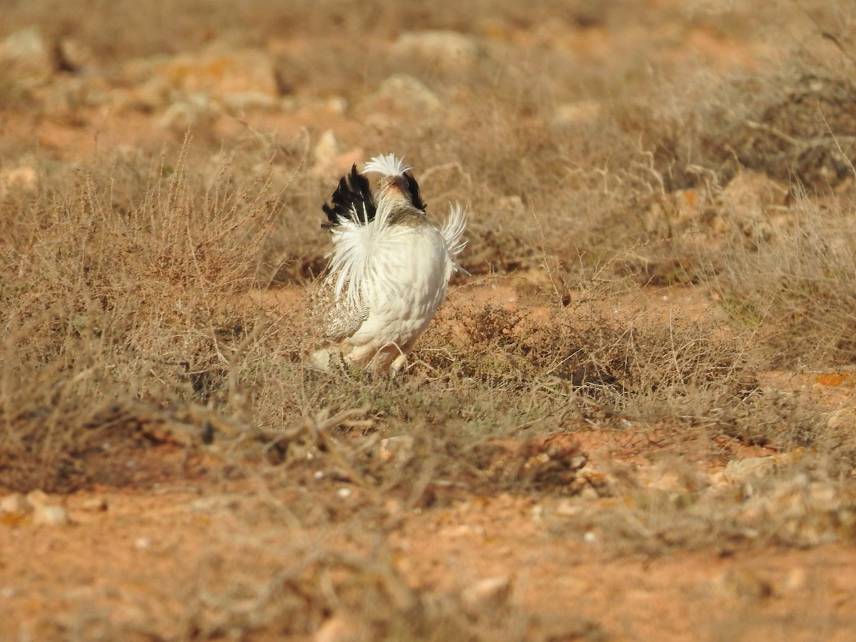 African Houbara (Canary Is.) - ML631575801