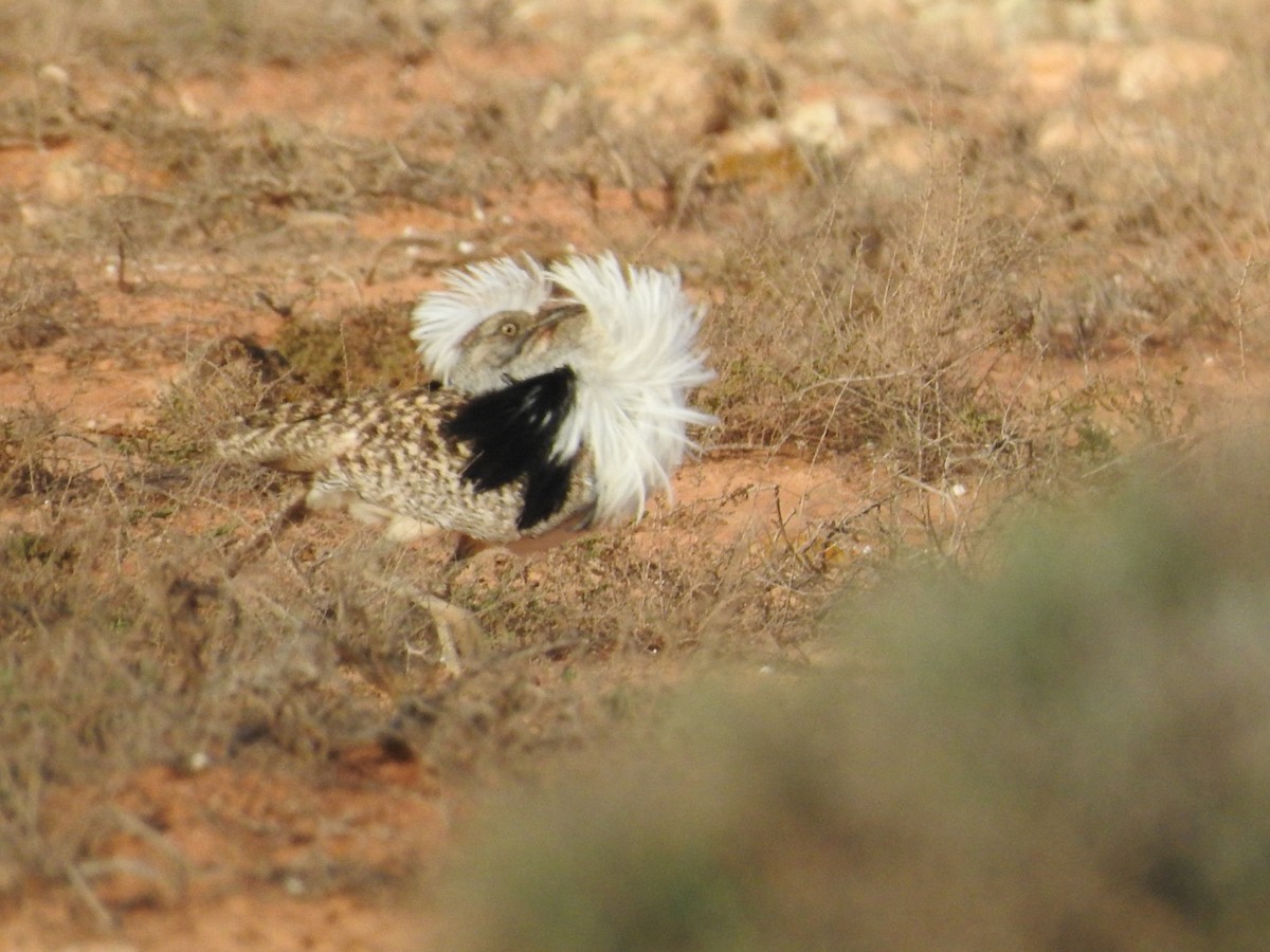 African Houbara (Canary Is.) - ML631575802