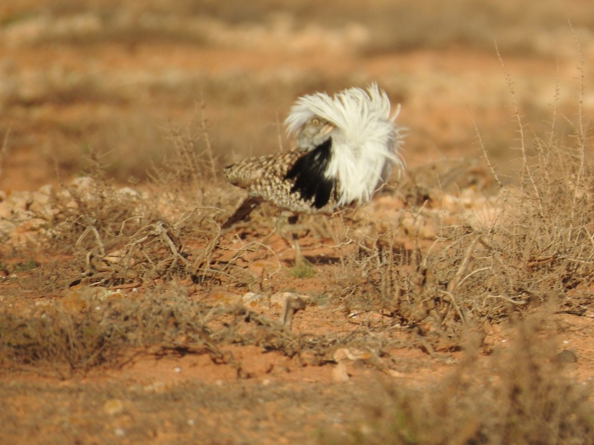 African Houbara (Canary Is.) - ML631575803
