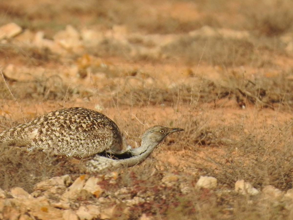 African Houbara (Canary Is.) - ML631575804
