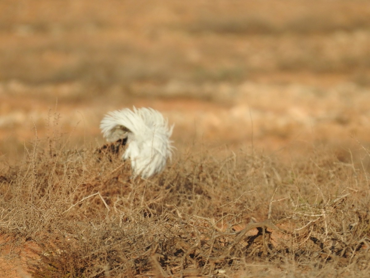 African Houbara (Canary Is.) - ML631575805