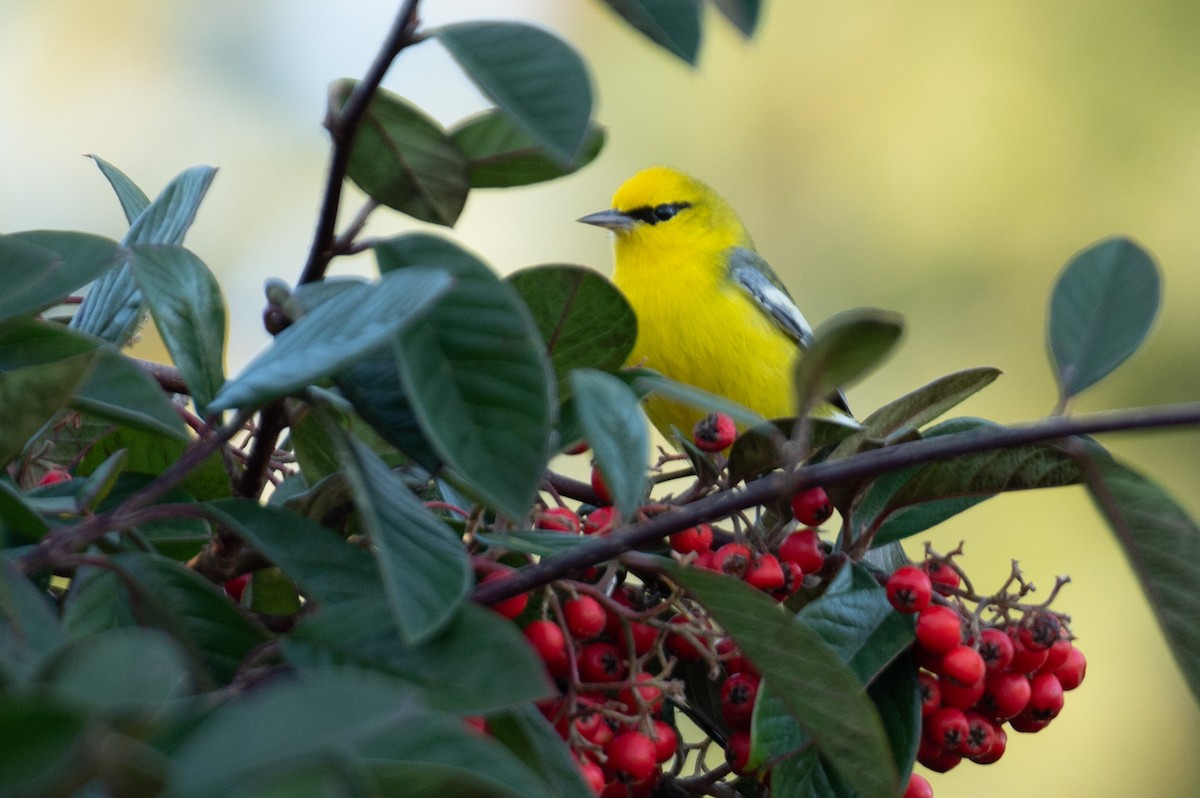 blåvingeparula - ML631575888
