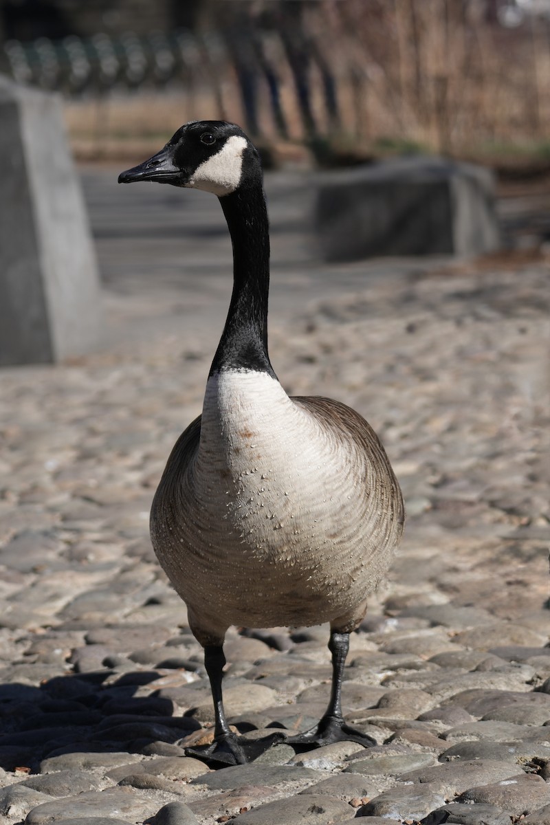 Канад галуу - ML631575893