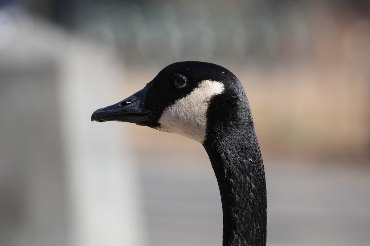 Канад галуу - ML631575894