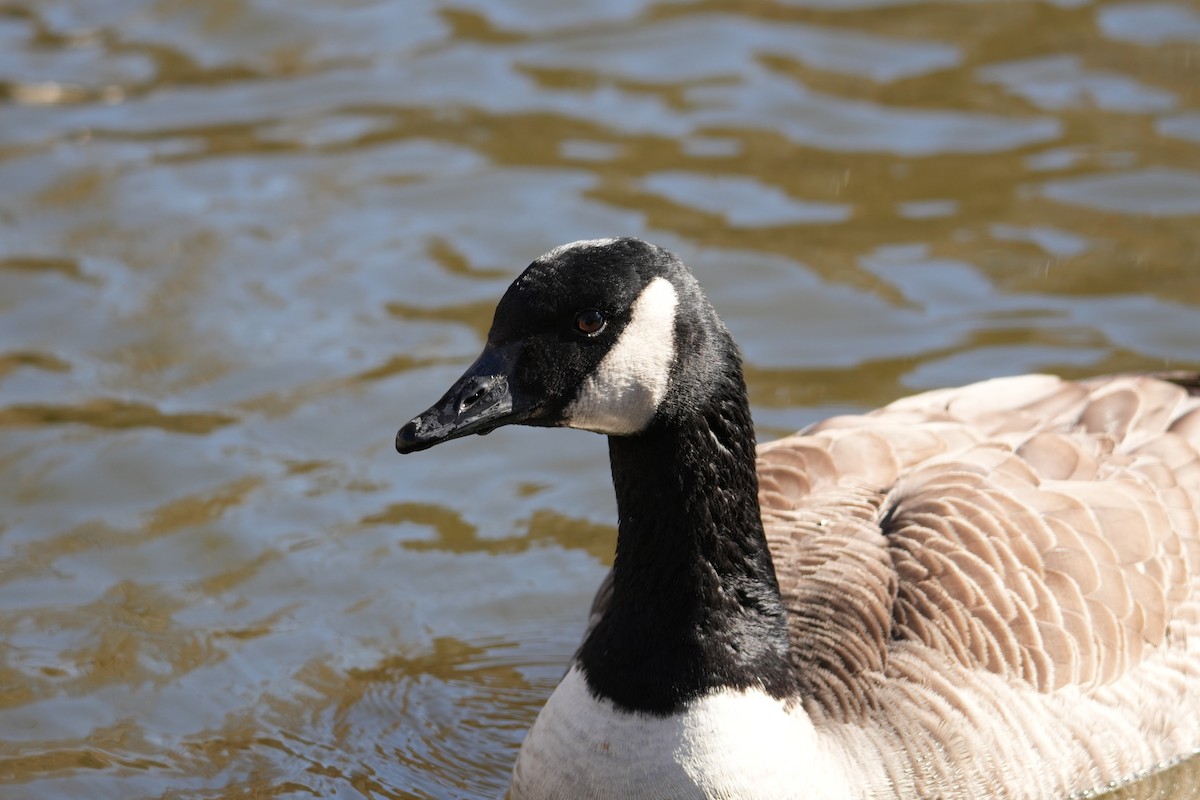 Канад галуу - ML631575895