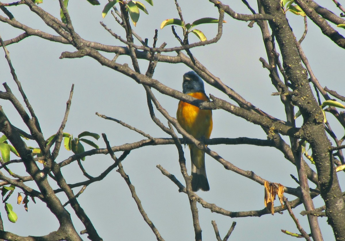 Blue-and-yellow Tanager - ML631575985