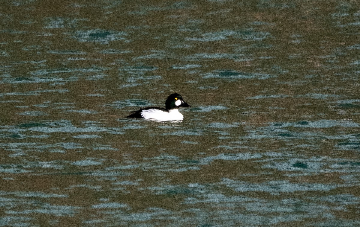 Common Goldeneye - ML631576050