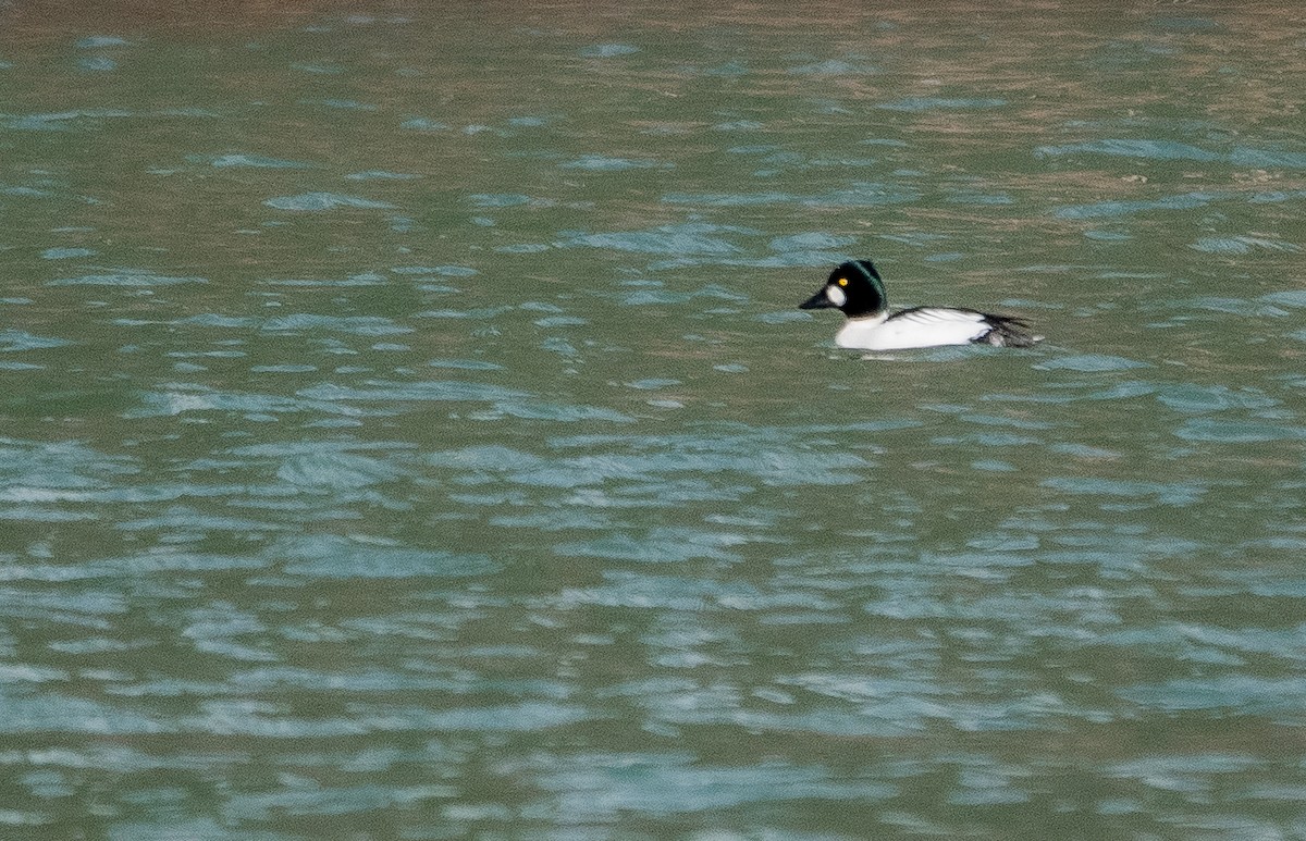 Common Goldeneye - ML631576077