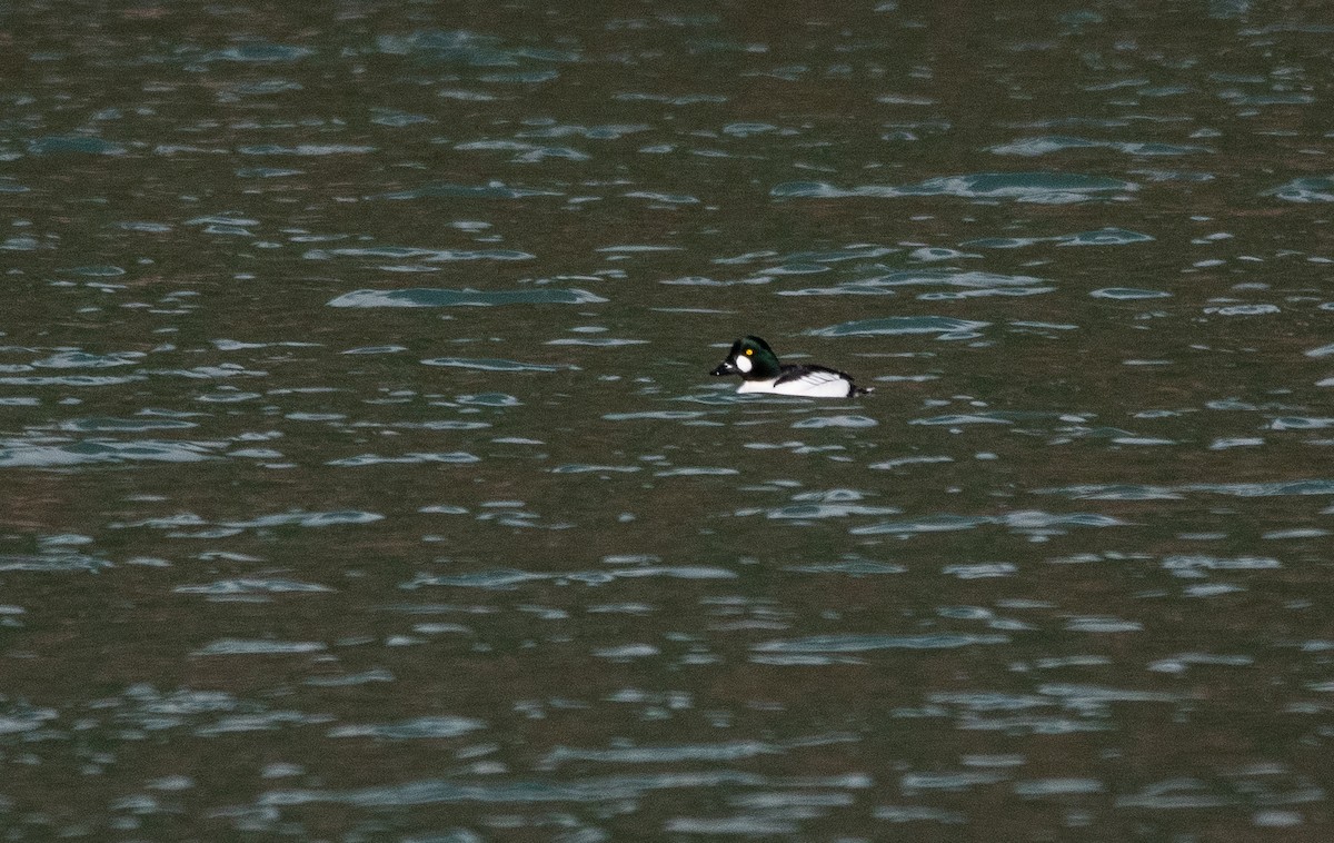 Common Goldeneye - ML631576078