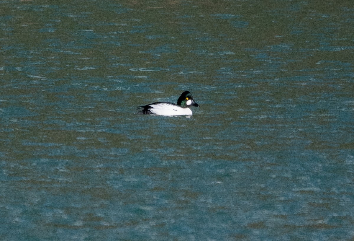 Common Goldeneye - ML631576079