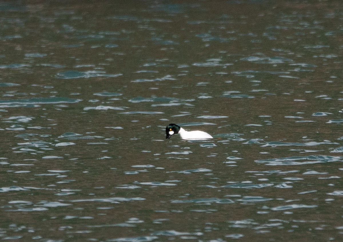Common Goldeneye - ML631576081