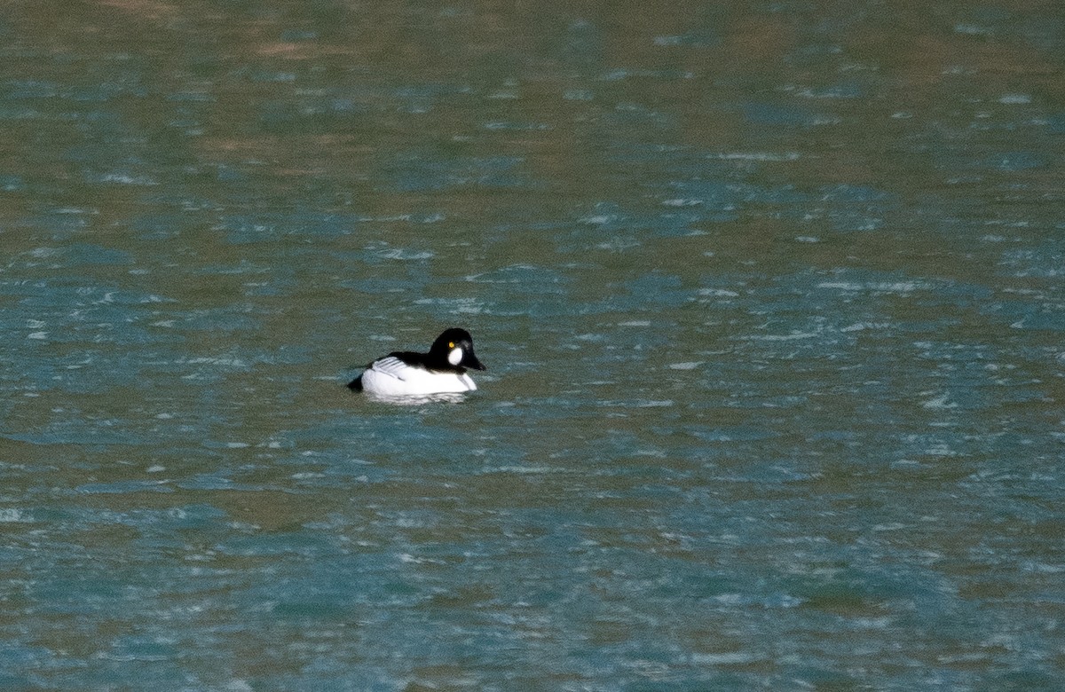 Common Goldeneye - ML631576082