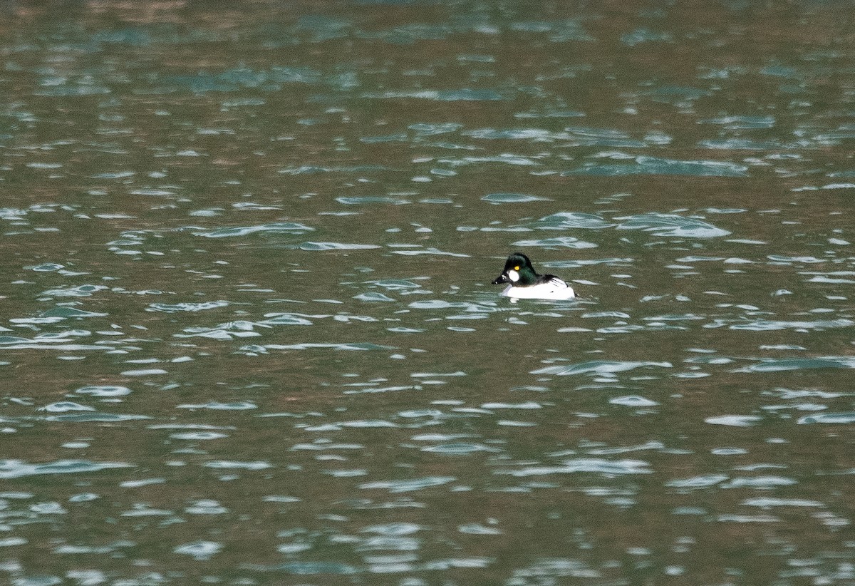 Common Goldeneye - ML631576083