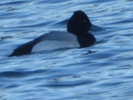 Lesser Scaup - ML631576145