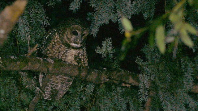 Spotted Owl - ML631576148