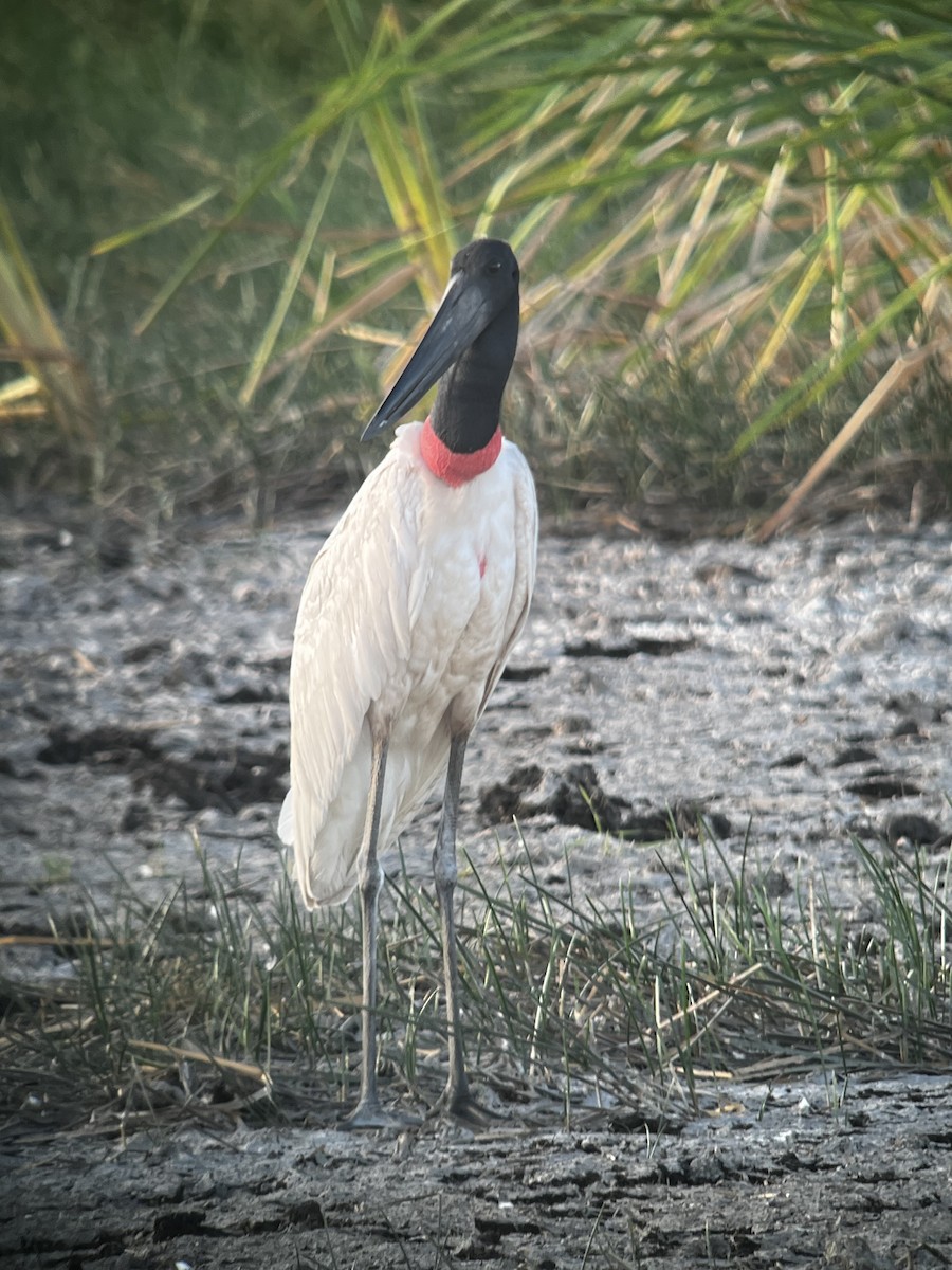 jabirustork - ML631576181