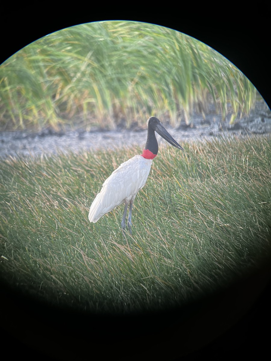 jabirustork - ML631576182