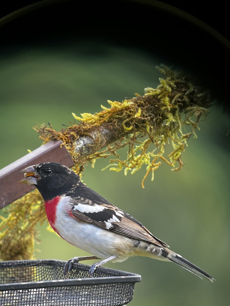 Rose-breasted Grosbeak - ML631576508