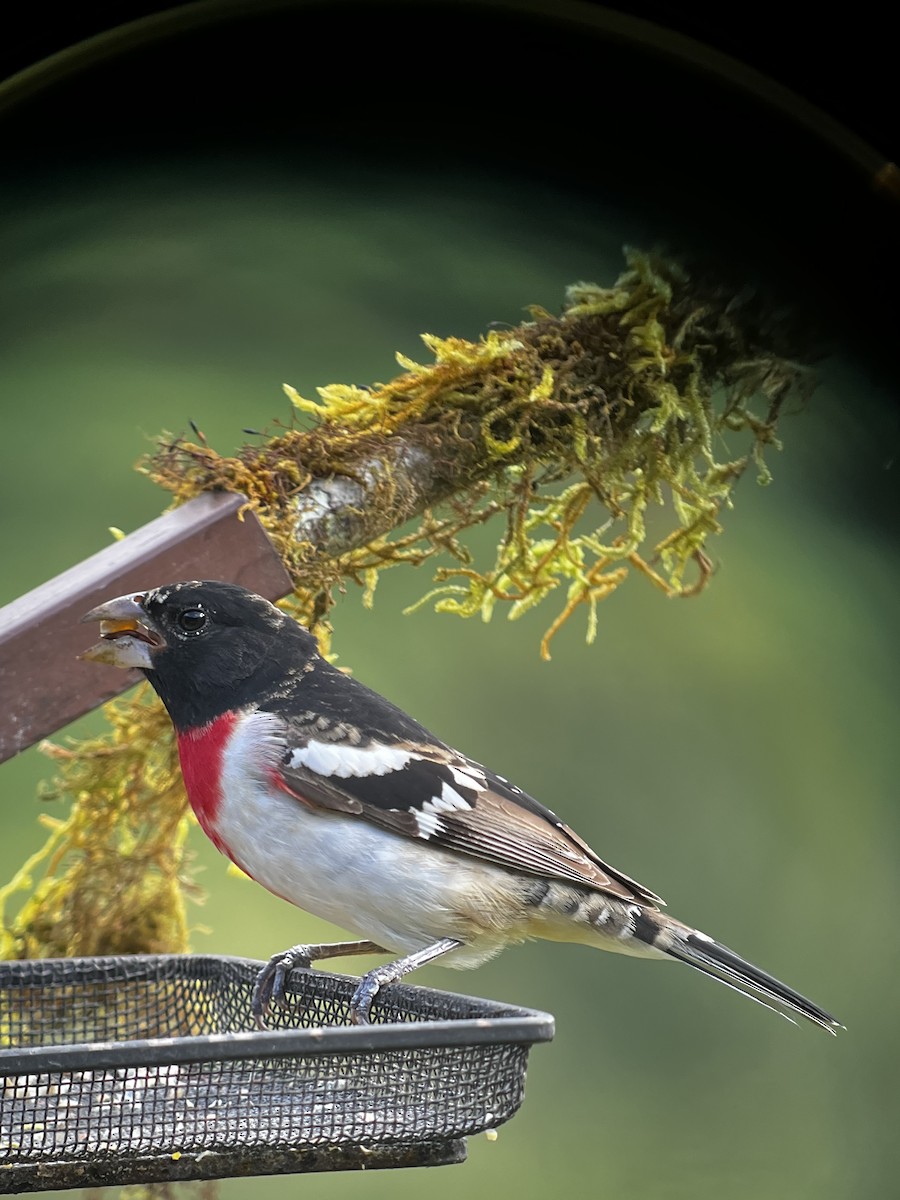 Rose-breasted Grosbeak - ML631576509