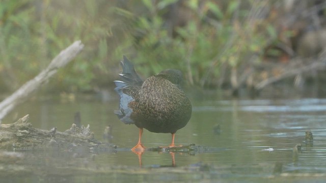 Australasian Shoveler - ML631576649