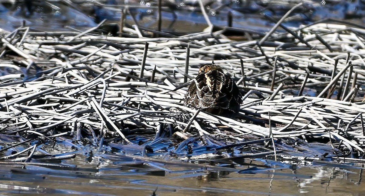 Wilson's Snipe - ML631577012