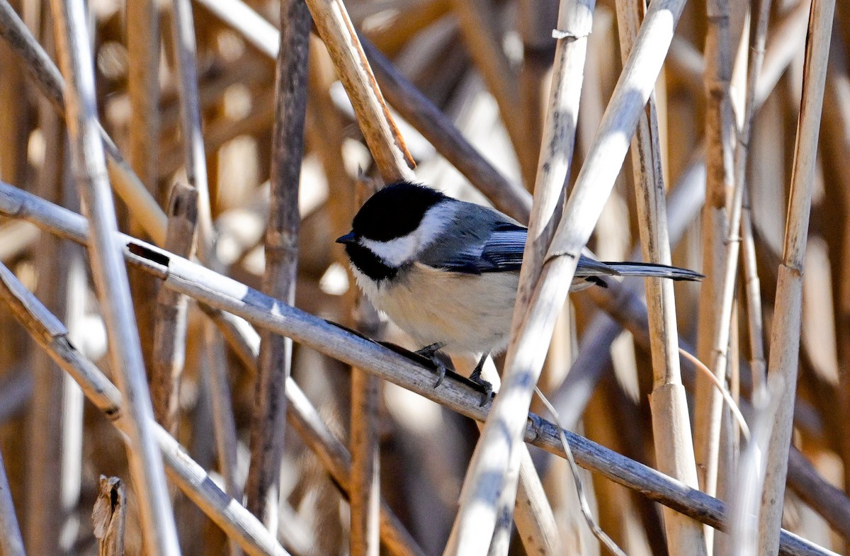Black-capped Chickadee - ML631577036