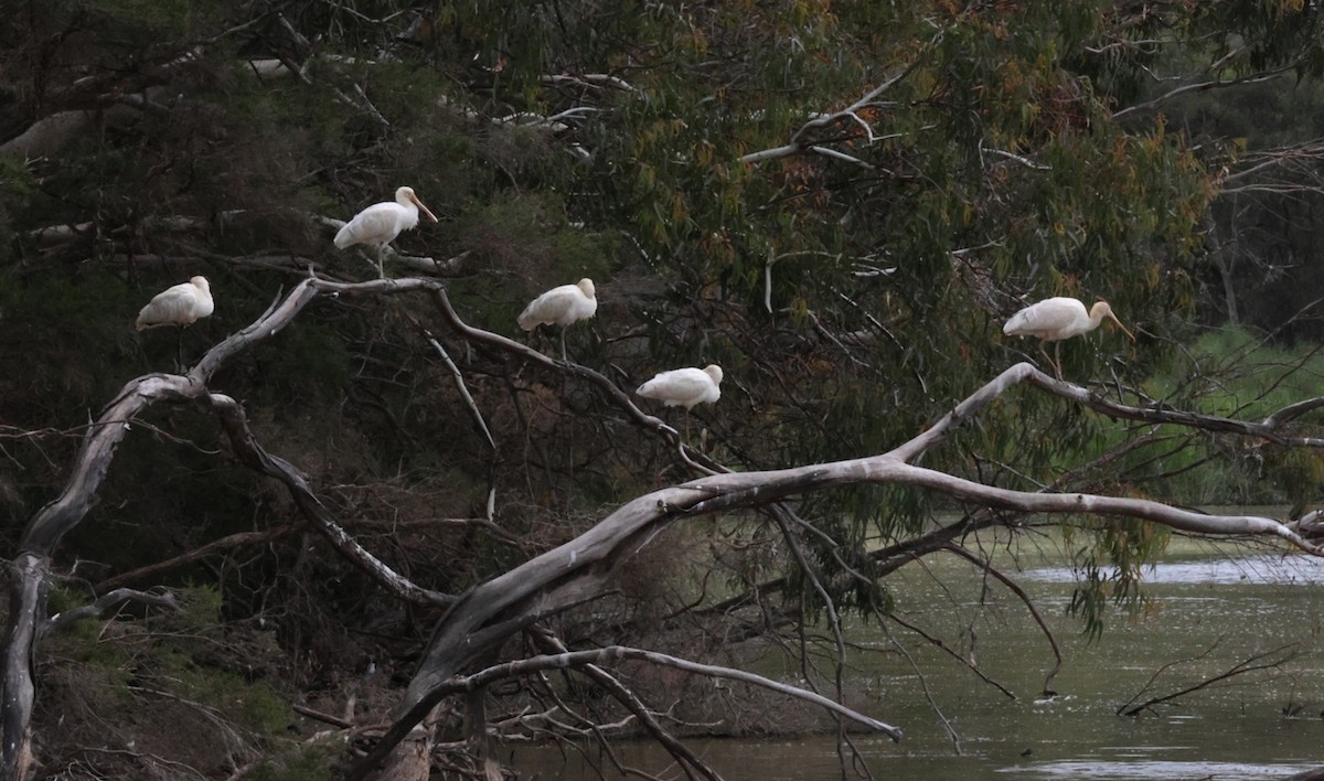 Yellow-billed Spoonbill - ML631577152