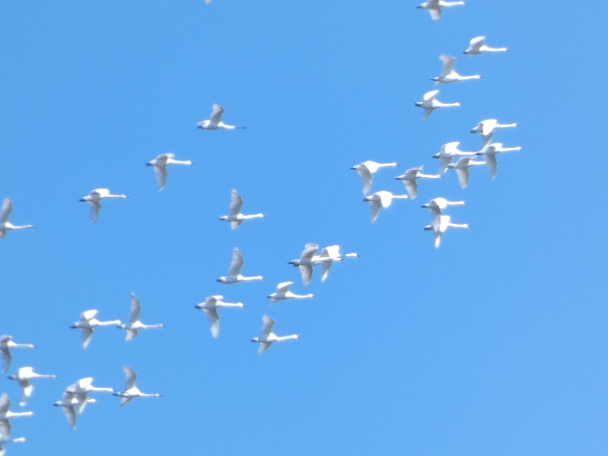 Tundra Swan - ML631577155