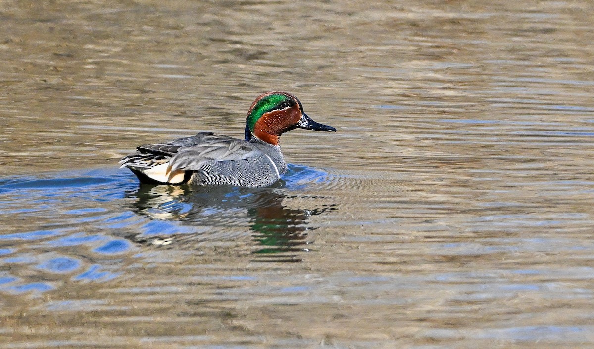 Green-winged Teal - ML631577159