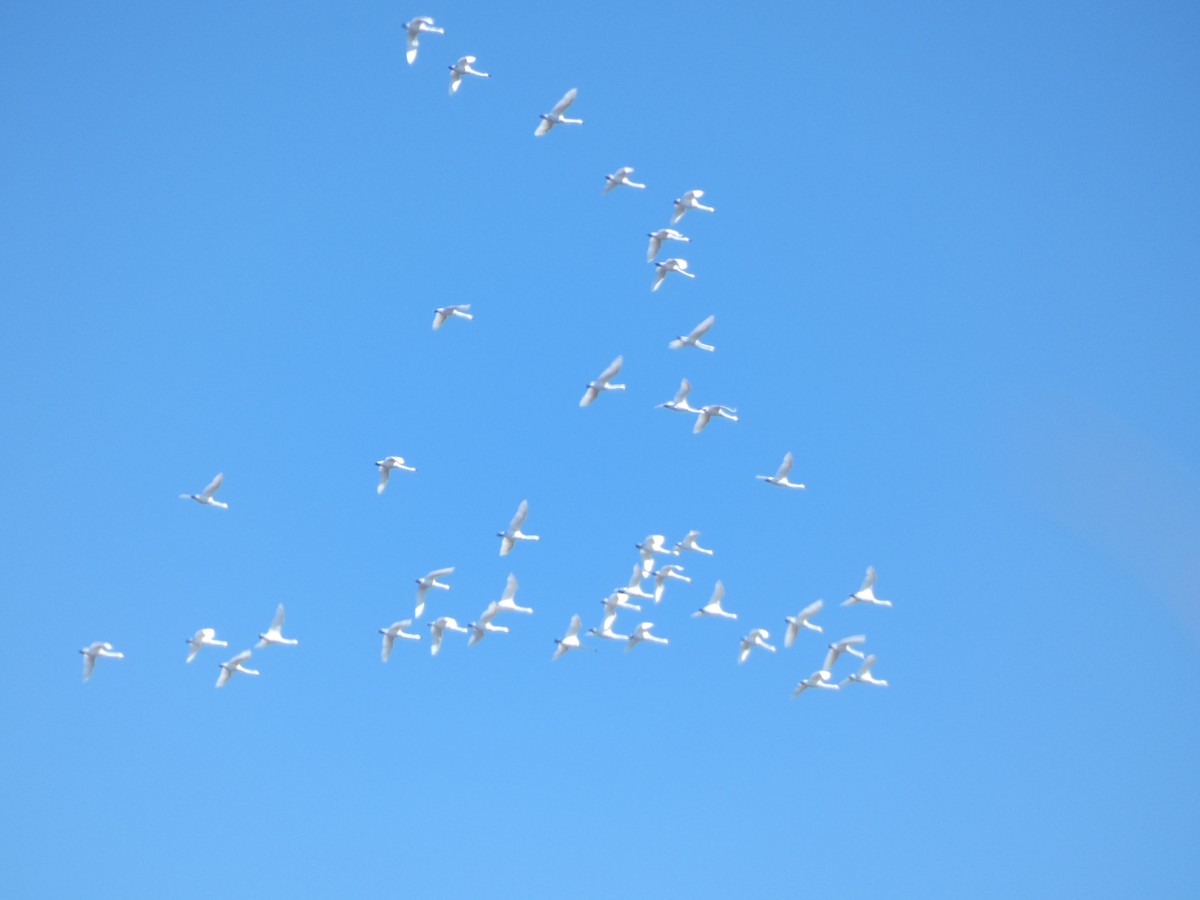 Tundra Swan - ML631577174