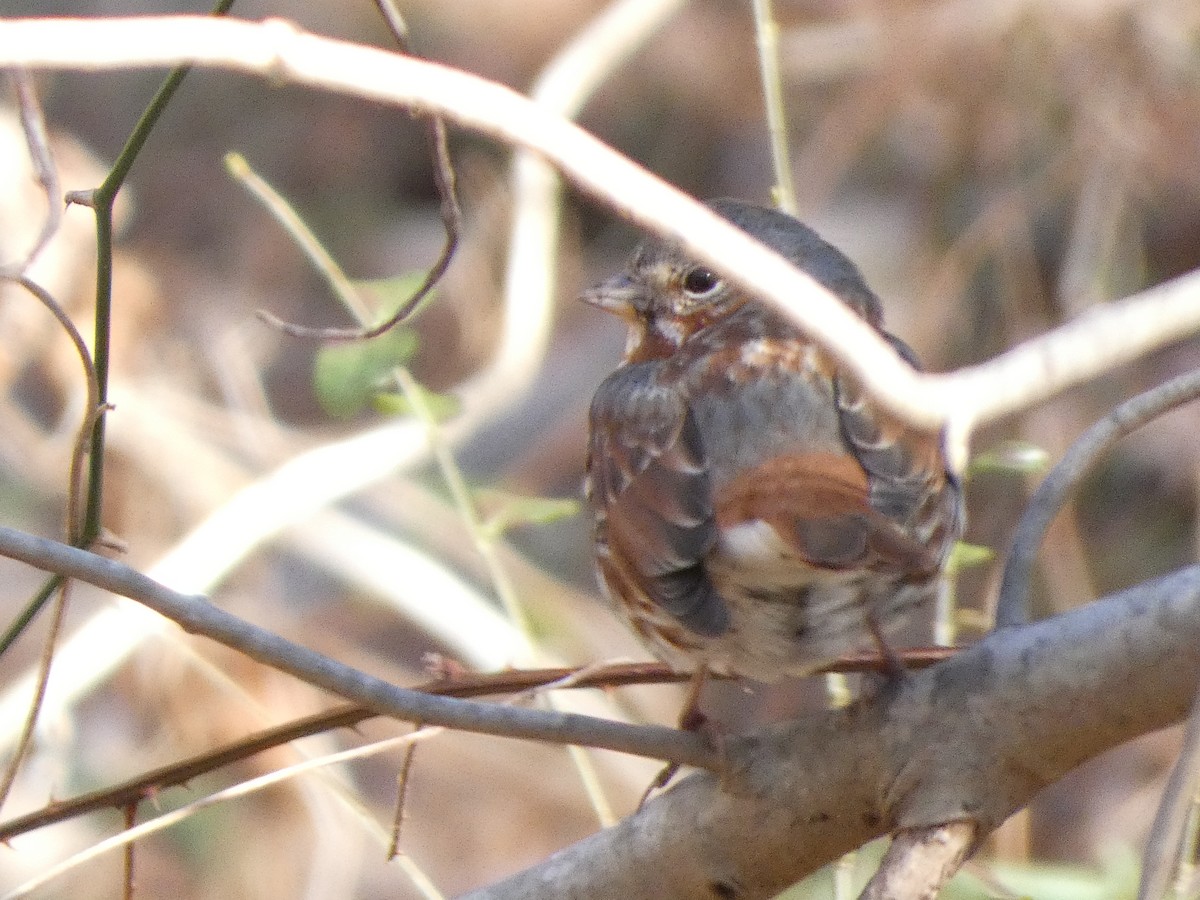Fox Sparrow - ML631577221