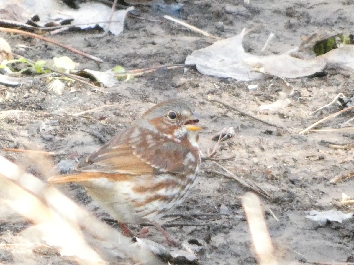 Fox Sparrow - ML631577242